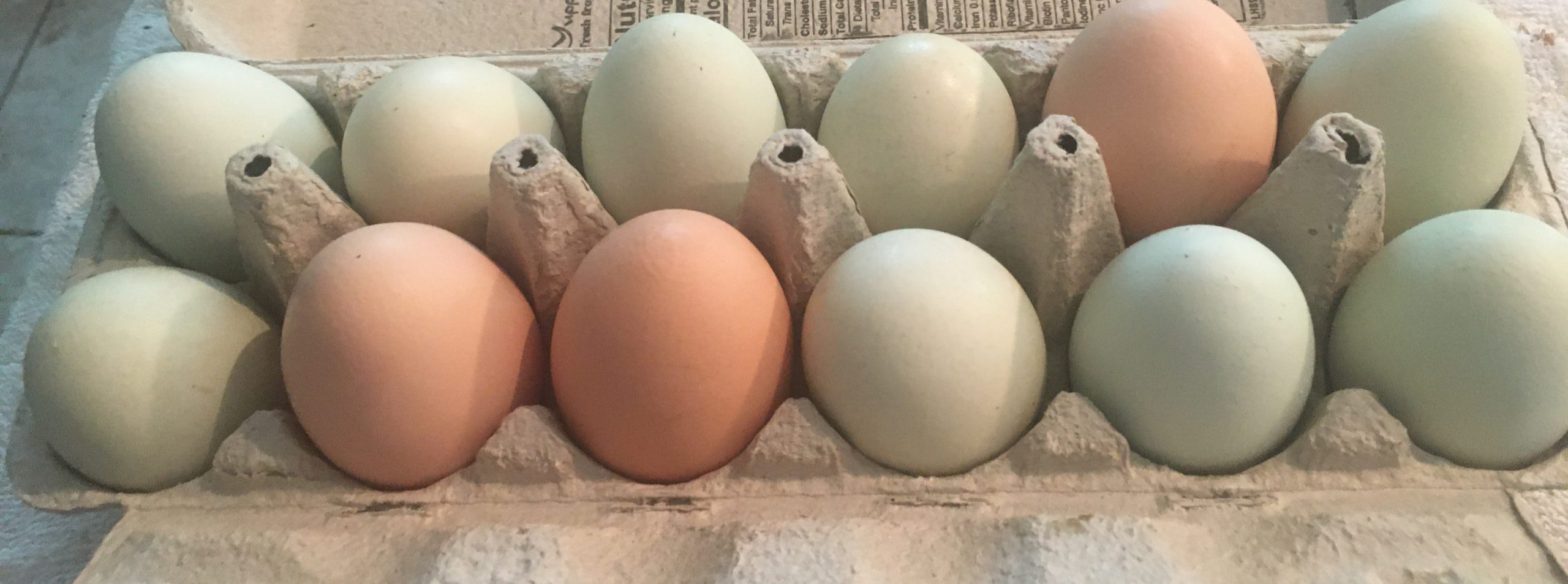 Display of colorful chicken eggs in an egg carton