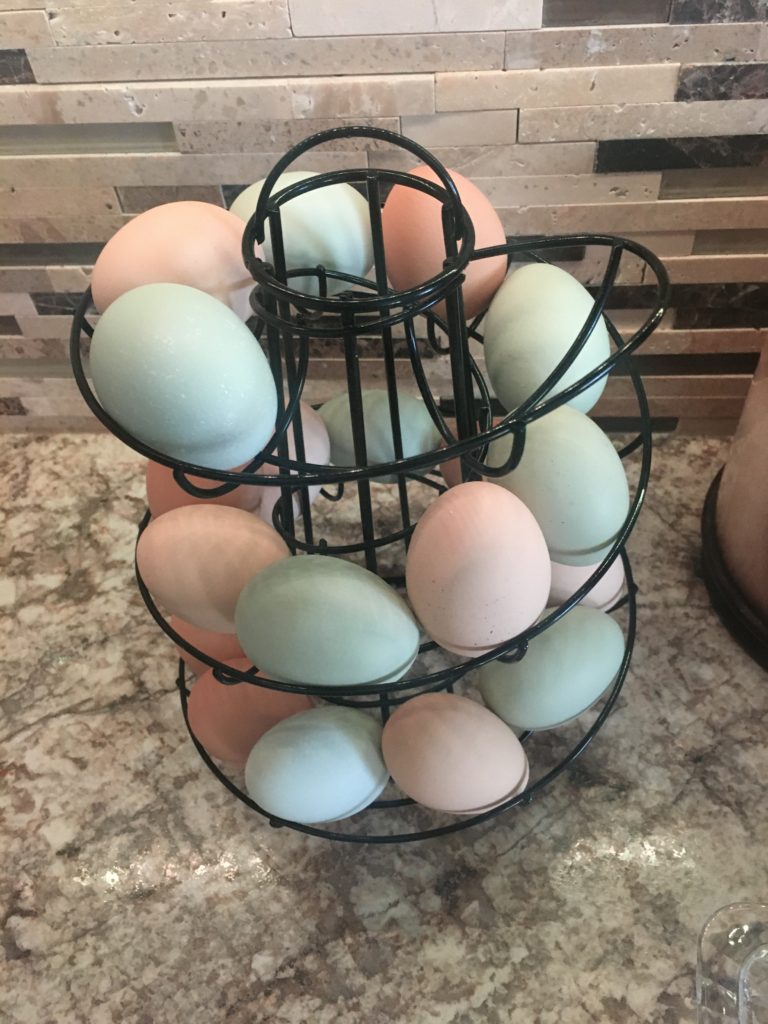 Brown, green, and blue chicken eggs