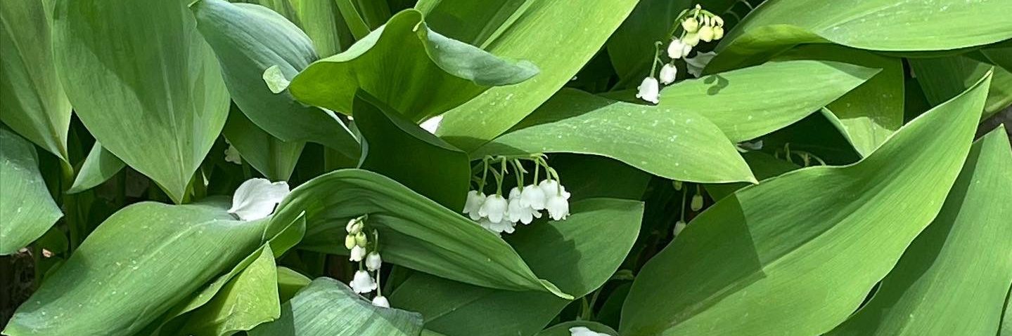 Lily of the Valley